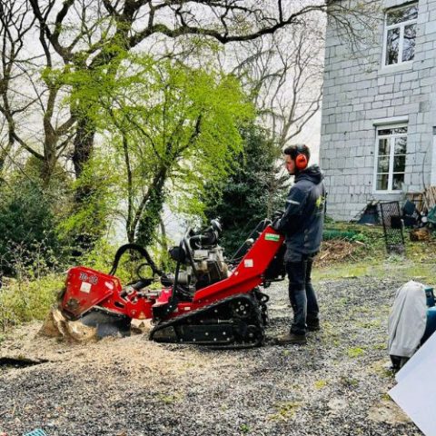 Dessouchage à Liège par Tanghe Espace Vert