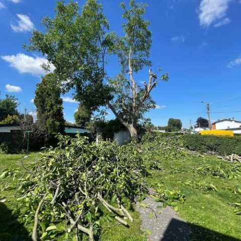 Élagage d'arbre à Liège
