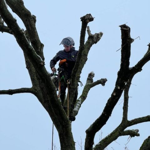 Élagage d'arbre par Tanghe Espace Vert