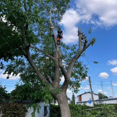 Service d'abattage d'arbre par une entreprise de parc et jardin