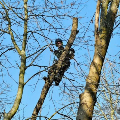 Service d'abattage d'arbre à Liège par Tanghe Espace Vert